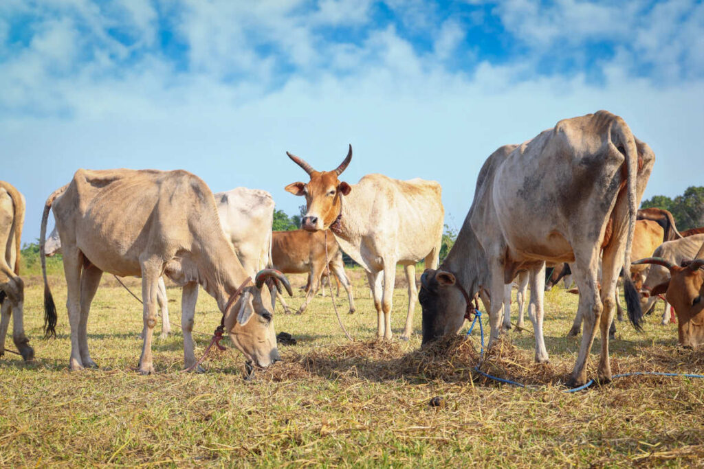 021a4538 2 2 1024x683