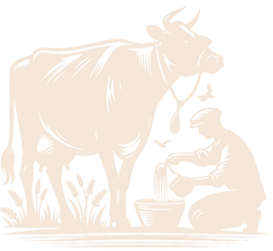 feeding cow stylized vector silhouette vector black
